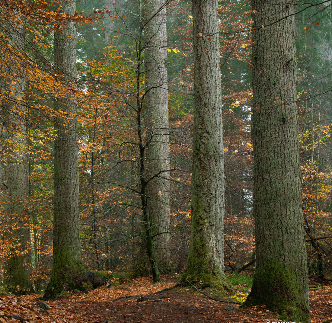 20240220220149-65d5214d022c4.jpg Alister Benn富有表现力的风光后期减淡和加深大师班-中英字幕